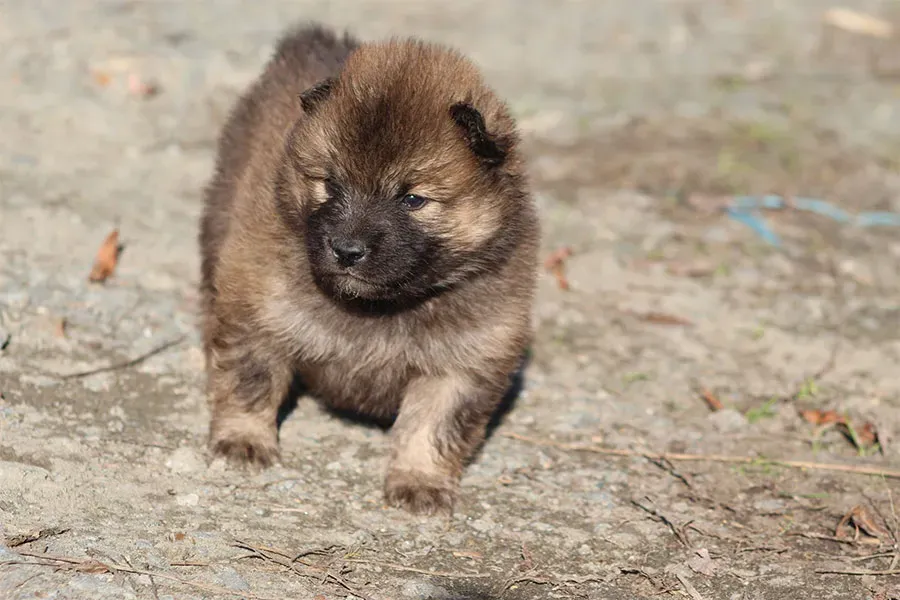 eurasier (3)