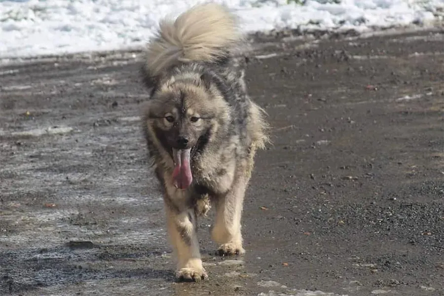 Eurasier à Verneil-le-Chétif