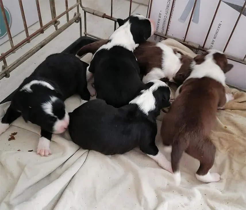 Pension canine à Verneil-le-Chétif