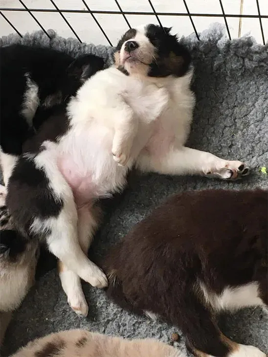 Élevage Border Collie à Verneil-le-Chétif