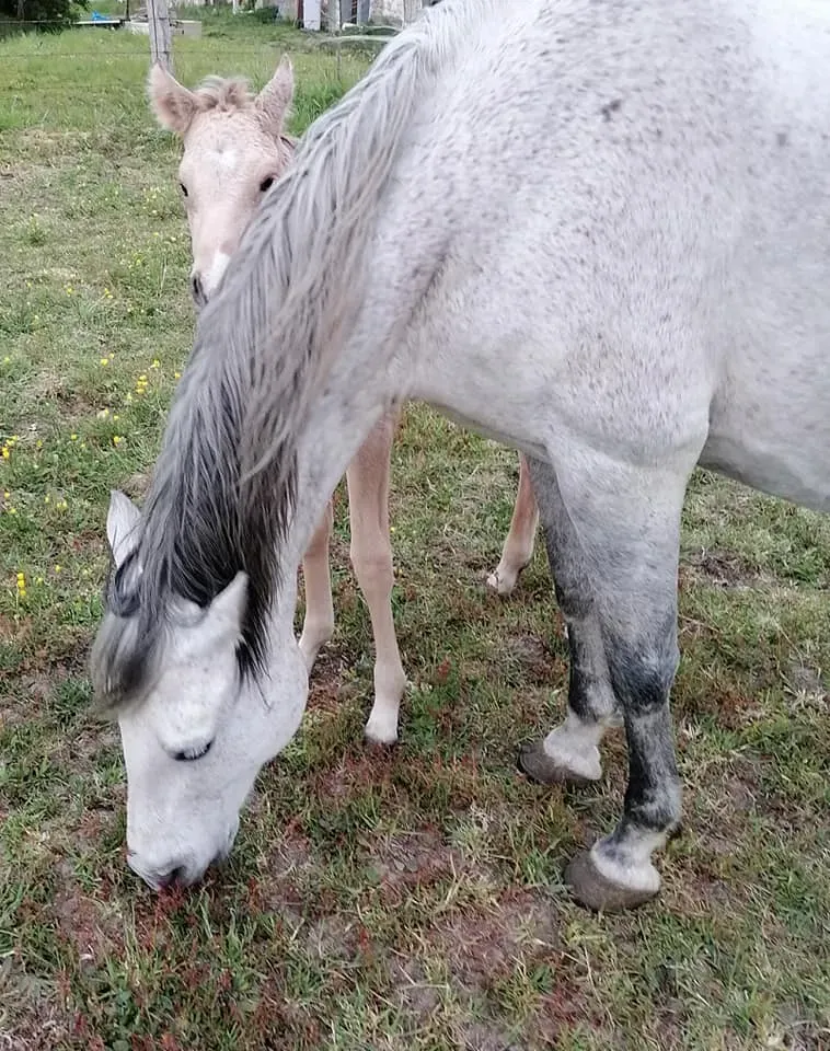 Élevage de poneys à Verneil-le-Chétif
