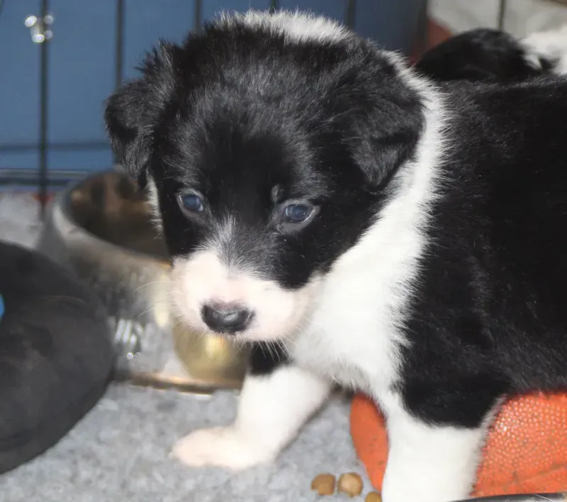 Chiot Border Collie à Verneil-le-Chétif